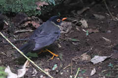 Catharus maculatus