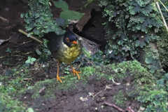Catharus maculatus
