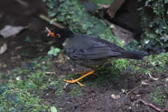Catharus maculatus