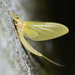 Oriental Mayfly - Photo (c) Cheng-Tao Lin, some rights reserved (CC BY), uploaded by Cheng-Tao Lin