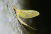 Oriental Mayfly - Photo (c) Cheng-Tao Lin, some rights reserved (CC BY), uploaded by Cheng-Tao Lin