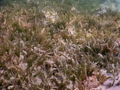 Halophila