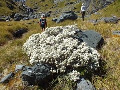 Olearia moschata