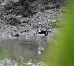 Enicurus immaculatus