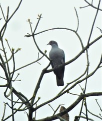 Ducula aenea pusilla