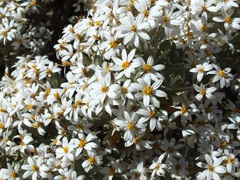 Olearia moschata