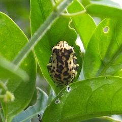 Osteocephalus taurinus