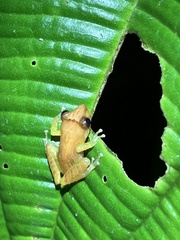 Pristimantis apiculatus