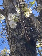 Magnoliopsida