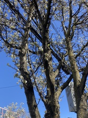 Magnoliopsida