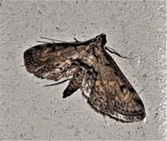 Parapoynx crisonalis