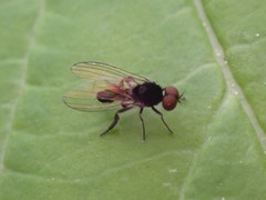 Callomyiinae