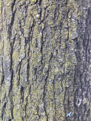 Magnoliopsida