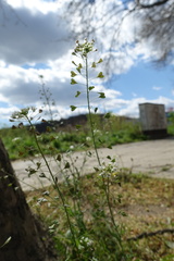 Capsella bursa-pastoris