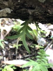 Oberonia arisanensis