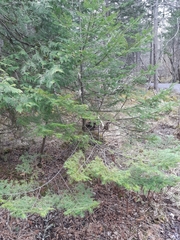 Abies balsamea image