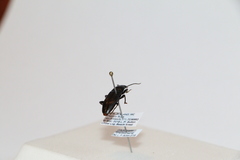 Zolodinus zelandicus