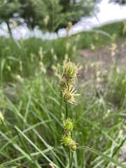 Carex tetrastachya