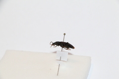 Zolodinus zelandicus