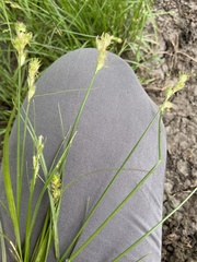 Carex tetrastachya
