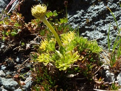 Ranunculus sericophyllus