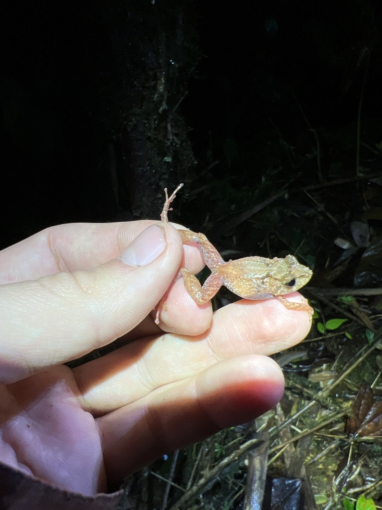 Dwarf Robber Frog
