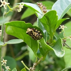 Osteocephalus taurinus