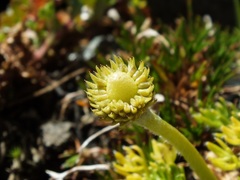 Ranunculus sericophyllus