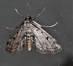 Parapoynx crisonalis