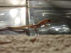 Hemidactylus frenatus