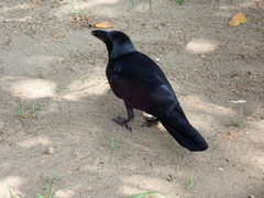 Corvus splendens