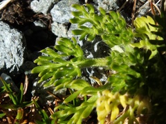 Ranunculus sericophyllus