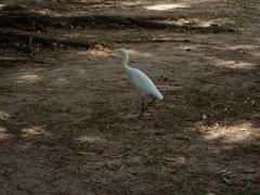 Ardea intermedia