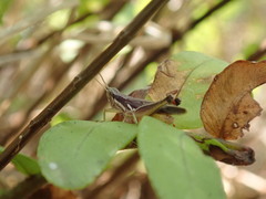 Spathosternum prasiniferum
