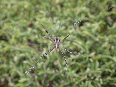 Argiope aemula