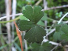 Geranium microphyllum
