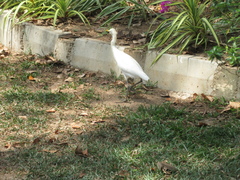 Ardea intermedia
