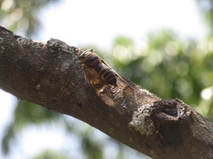 Platypleura capitata