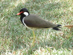 Vanellus indicus