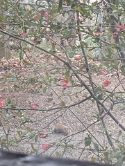 Tamiasciurus hudsonicus abieticola