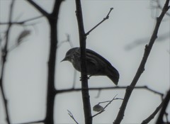 Dicaeum chrysorrheum