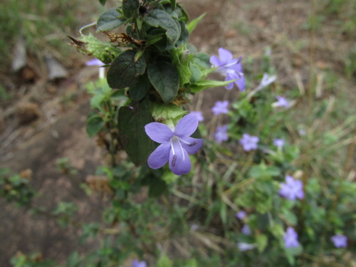 Barleria spinulosa image