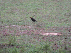 Acridotheres tristis
