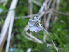 Geranium microphyllum