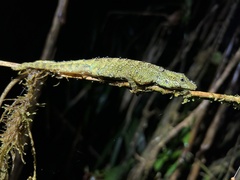 Anolis dracula