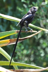 Lanius melanoleucus melanoleucus