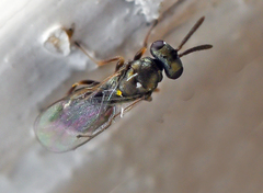 Pteromalus