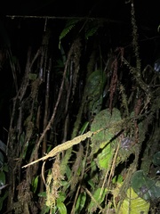 Anolis dracula