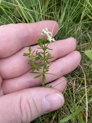 Galium sudeticum