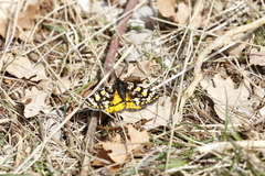 Eurranthis plummistaria